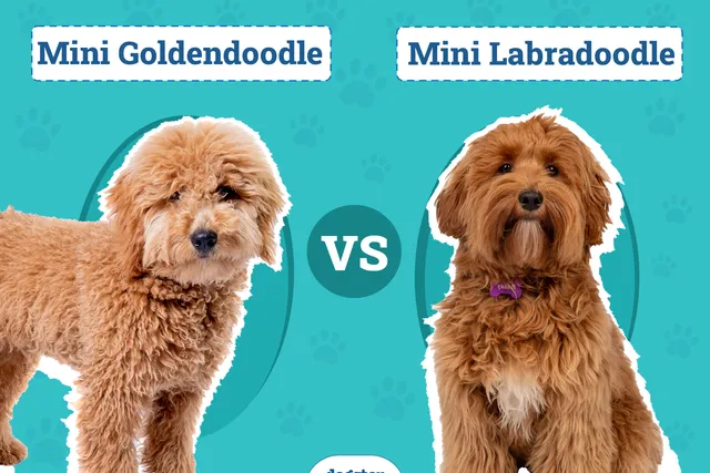 Mini Goldendoodle vs Mini Labradoodle: Differences Explained (With Pictures)