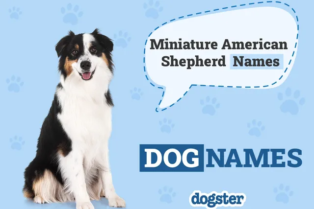 324+ Popular & Unique Miniature American Shepherd Names