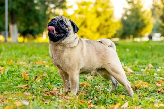 Pug Dog Breed: Info, Pictures, Care & Traits
