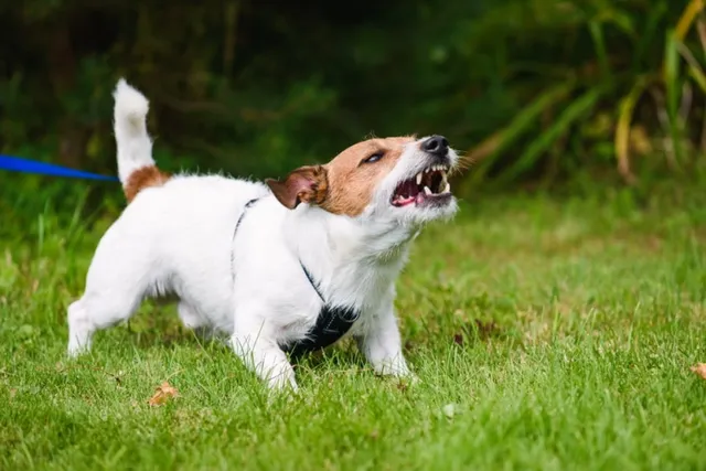 How to Stop a Dog From Barking at Noises: 6 Vet-Approved Ways