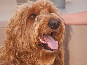 Irish Troodle Dog Breed: Info, Pictures, Care & More