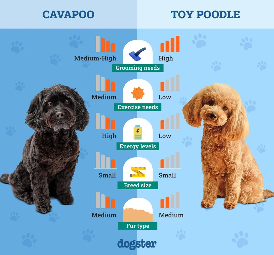 Dogster_Side by Side Comparison_ Cavapoo vs Toy Poodle