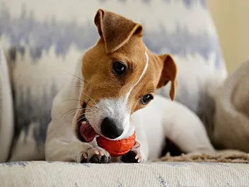 10 Best Chew Toys for Small Dogs in 2026 – Reviews & Top Picks