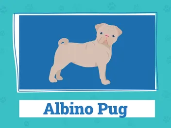 Leucistic & Albino Pugs: Vet-Verified Info & FAQ