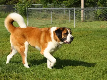 10 Saint Bernard Pros & Cons: What to Know Before You Get One