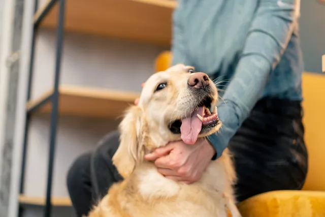 Why Does My Dog Lick My Legs? 5 Vet-Verified Reasons