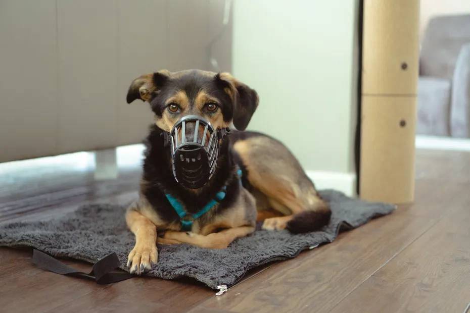 dog-with-a-muzzle-lying-indoors-on-a-carpet