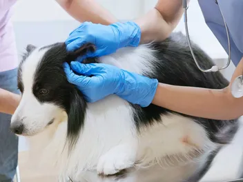 Home Management for Your Dog’s Ear Infection: Our Vet Shares Tips & Advice