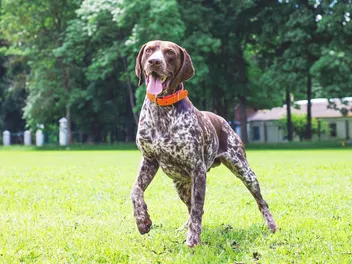 10 Great Off-Leash Dog Parks in Saint Augustine, FL You Can Visit in 2026