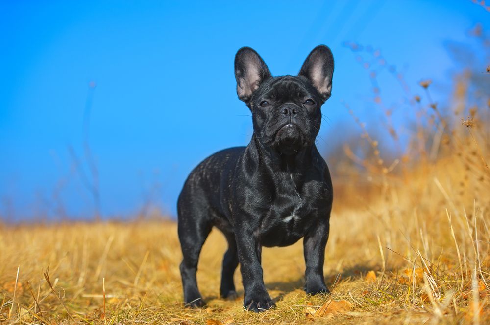 french bulldog standing outdoors