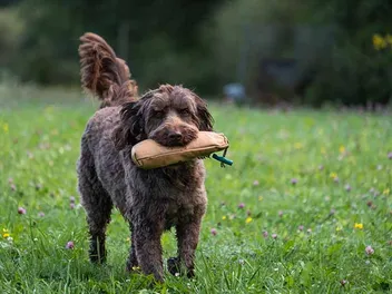 Chocolate Labradoodle: Info, Pictures, History & More