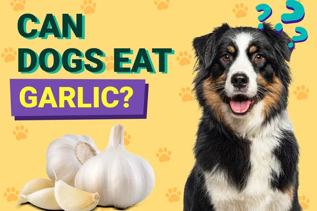 Can Dogs Eat Garlic? Vet Reviewed Risks & Nutrition Advice
