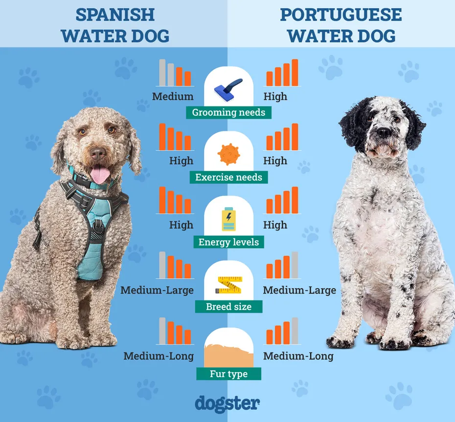 Dogster_Side by Side Comparison_ Spanish Water Dog vs Portuguese Water Dog