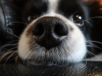 Why Are Dogs’ Noses Wet? 4 Vet-Explained Reasons