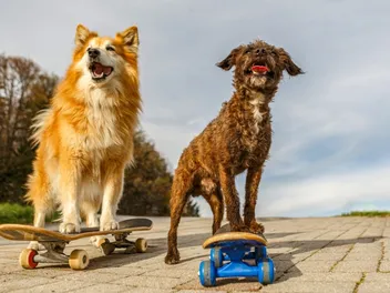 How to Teach Your Dog to Skateboard: 8 Vet-Approved Steps for Success