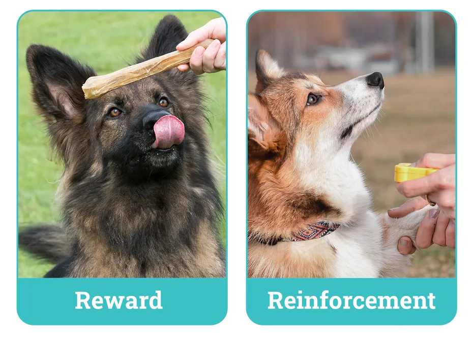 Reward vs Reinforcement Dog Training side by side