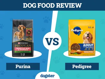 Purina vs. Pedigree Dog Food: 2026 Comparison, Pros & Cons