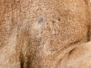 Why Does My Dog Have Small Bald Spots? Vet Reviewed Signs & Causes
