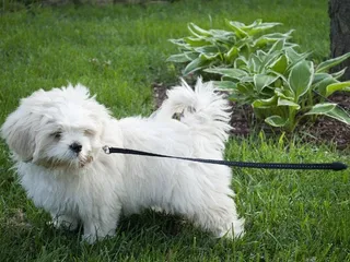 10 Best Dog Leashes for Puppies in 2026 - Reviews & Top Picks