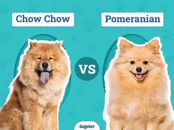 Chow Chow vs. Pomeranian: The Differences (With Pictures)