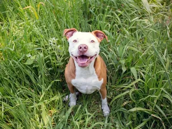 How to Potty Train a Pitbull: 12 Vet-Approved Tips