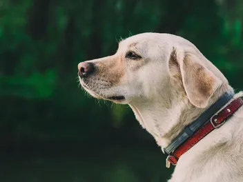 How Much Exercise Does My Labrador Need? Vet-Verified Facts & FAQ