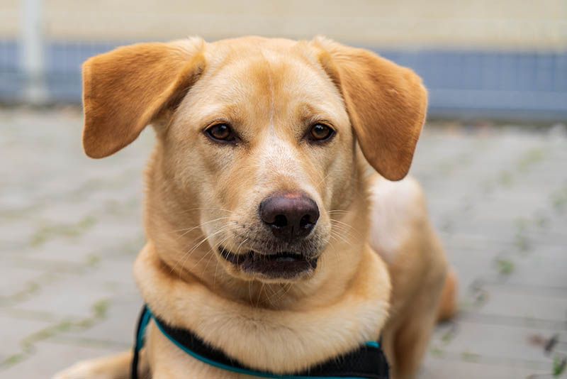 golden retriever akita mix dog up close