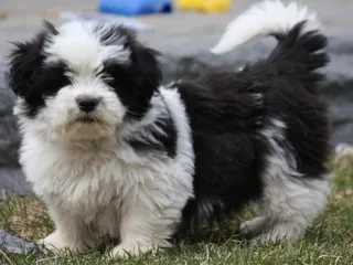 Shorgi Dog Breed: Info, Pictures, Care Guide & More