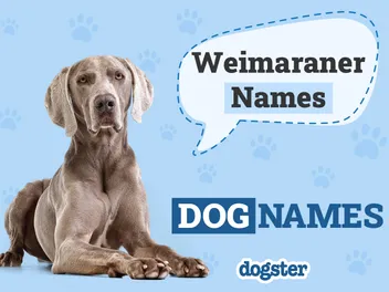 250 Popular Weimaraner Names: Ideas for Sleek Hunting Dogs