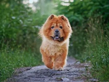 Chinese Foo Dog Breed: Info, Pictures, Care & More