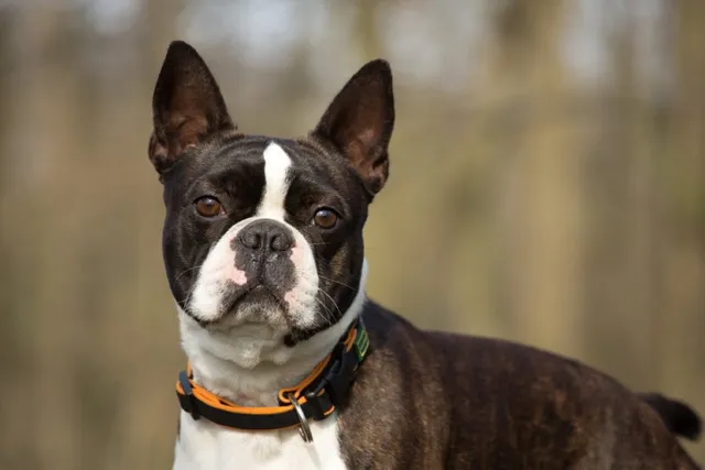 6 Surprising Facts About Deaf Dogs: Vet-Approved Guide