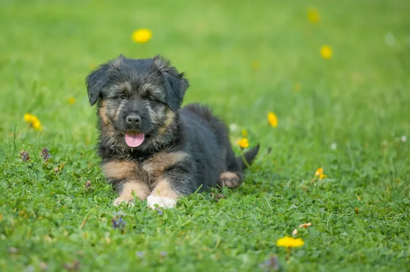 Bergamasco sheepdog lying in the grass