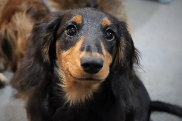 What Were Dachshunds Bred For? History & FAQ