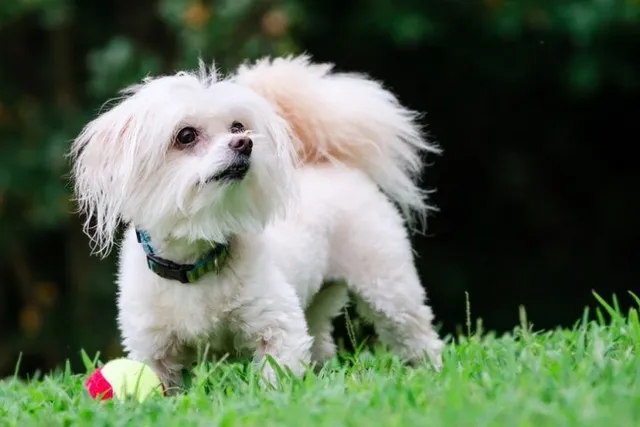 Do Maltipoos Bark a Lot? How Much & How to Stop It