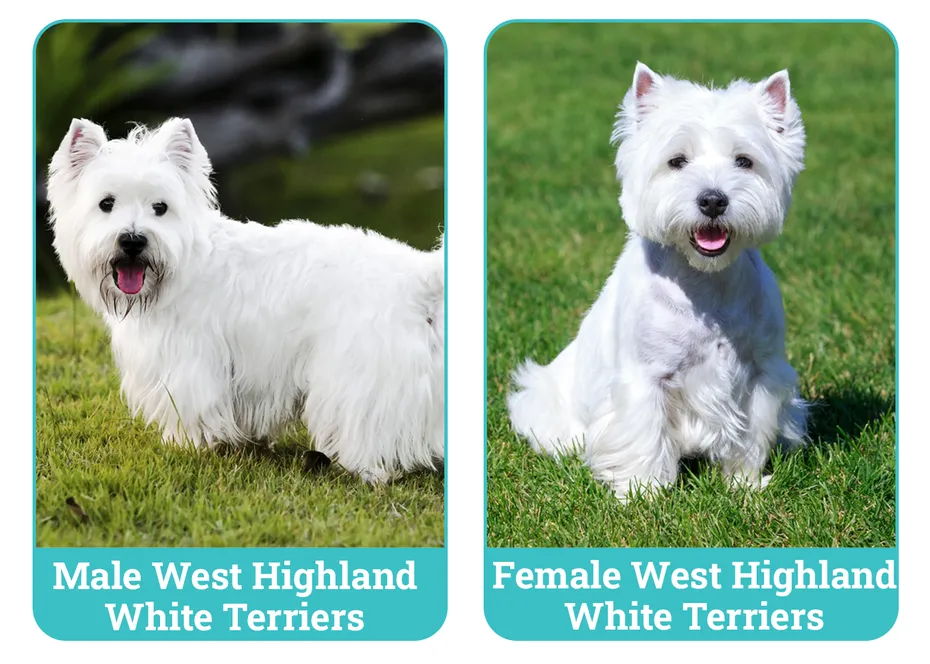 Male vs Female West Highland White Terriers