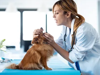 Can Dogs Get Cold Sores? Vet-Verified Facts & FAQ