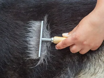 10 Best Brushes for Double-Coated Dogs in 2026 - Reviews & Top Picks