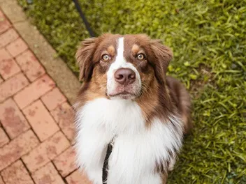 Are Australian Shepherds Protective? Temperament, Facts & FAQs