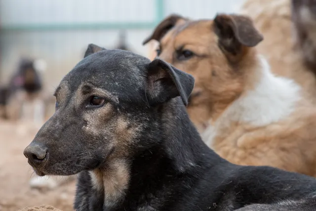 What Is the Dog Meat Trade? Vet-Reviewed Guide & How to Help End it