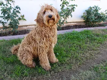 15 Vet-Reviewed Pros & Cons of Having a Labradoodle (Lifestyle Fit & FAQ)