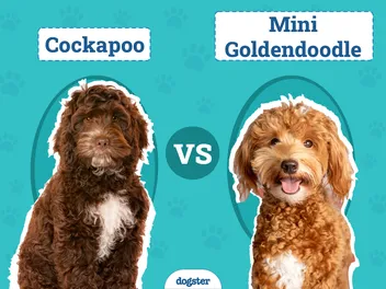 Cockapoo vs Mini Goldendoodle: The Differences (With Pictures)