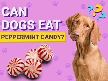 Can Dogs Eat Peppermint Candy? Vet-Verified Nutrition Facts & Concerns