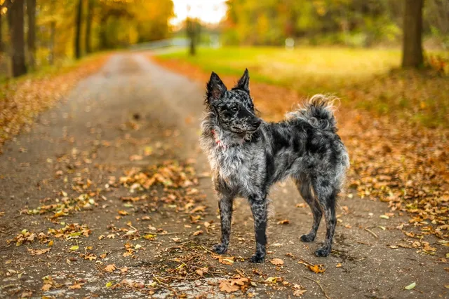 How Old Is 7 in Dog Years? Vet-Approved Guide to Each Size of Dog