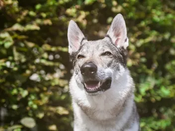 14 Dog Breeds That Look Like Wolves (With Info & Pictures)