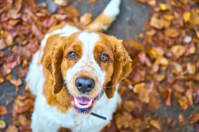 Welsh Springer Spaniel: Info, Pictures, Facts, & Traits