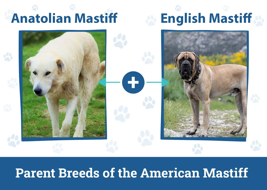 Parent Breeds of the American Mastiff
