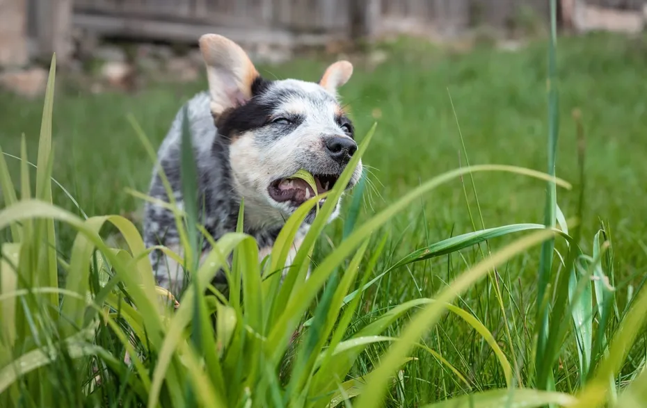 Merle Pup eating grass