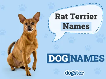 125 Popular Rat Terrier Dog Names: Unique Options for Your Pet