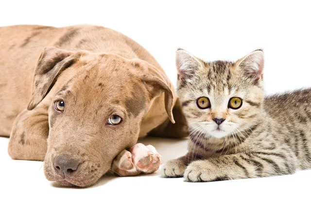 Will a Pitbull Be Good With My Cat? Temperament & Personality Traits