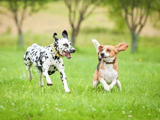25 Most Affordable Dog Breeds (With Info & Pictures)